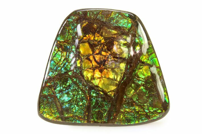 Iridescent Ammolite (Fossil Ammonite Shell) - Greens & Blues #336289